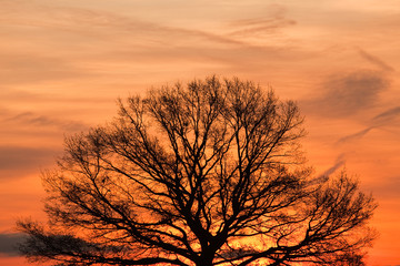 Detail of lonely tree at sunrise