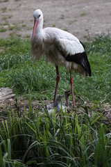 Storchennest mit Küken