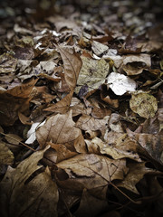 Feuilles en automne