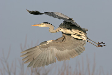 Graureiher (Ardea cinerea)
