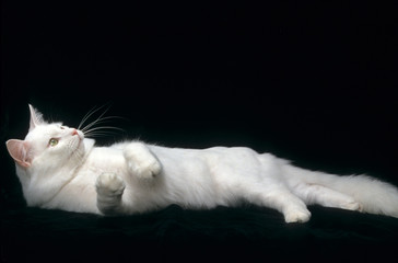 chat blanc sur fond noir allongé sur le côté