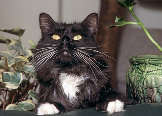 chat maine coon noir et blanc aux yeux verts de face