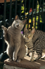 chat bleu russe et mau égyptien sur les marches d'escalier