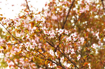 Spring sakura
