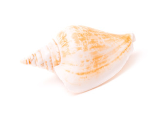 Sea shells isolated