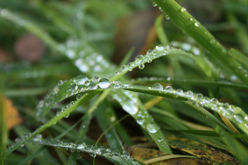 Dew on the grass