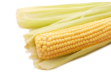 freshly harvested corn isolated on white background