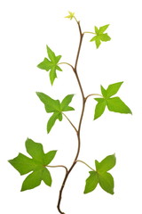 Hedera helix 'Ritterkreuz'