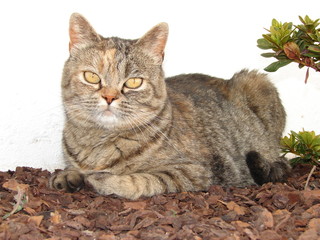 Gato