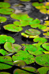 Water lily leaves