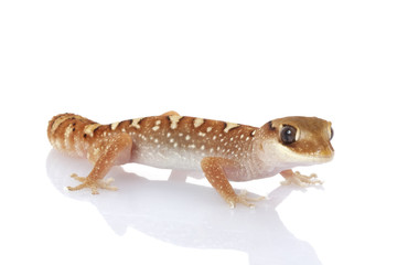 Helmeted Gecko