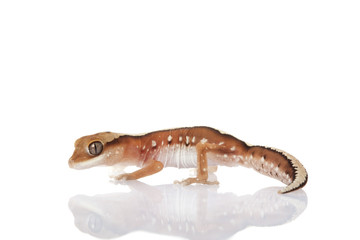 Fine-faced Gecko