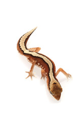 Fine-faced Gecko