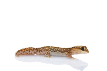 Naklejka premium Wheat-belt Stone Gecko