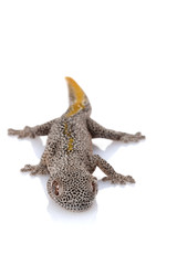 Golden Spiny-tailed Gecko