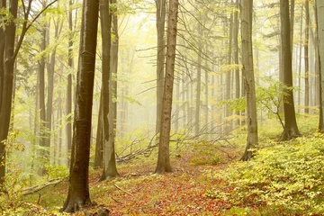 Raamstickers Beautiful beech trees in dense fog in the autumn woods © Aniszewski