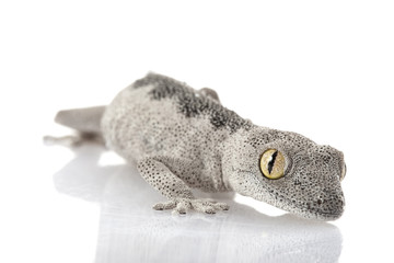 Soft Spiny-tailed Gecko