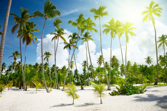 palms in Dominican
