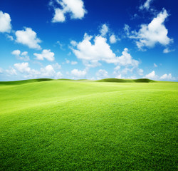 Obraz premium green field and blue sky