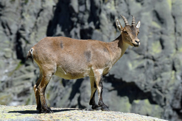 Cabra en Gredos