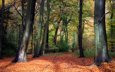 Photo sur Plexiglas Automne Scène de forêt animée en automne
