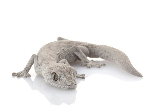 Western Spiny-tailed Gecko