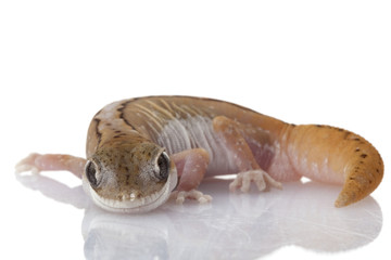 Striped Wheat-belt Stone Gecko