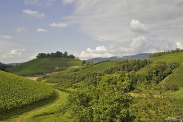 Obraz premium Weinberge im Sommer