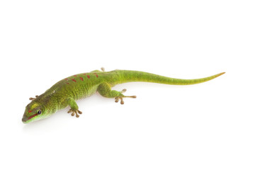 Giant Day Gecko