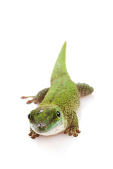 Koch¡¯s Giant Day Gecko