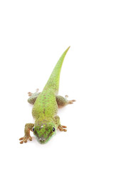 Koch¡¯s Giant Day Gecko