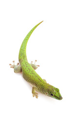Koch¡¯s Giant Day Gecko