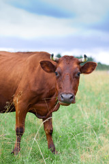 A cow grazes in a field