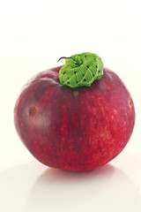 green caterpillar and red apple