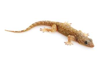 Naklejka premium Sandstone Gecko