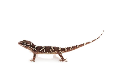 Fototapeta premium Greater Termite Hill Gecko