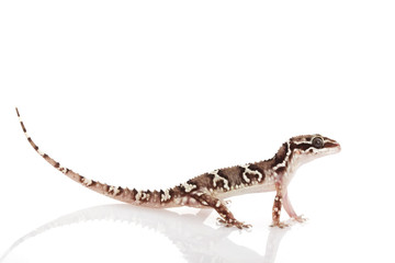 Naklejka premium Greater Termite Hill Gecko