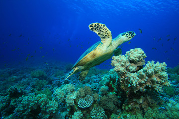 Coral reef and Hawksbill Sea Turtle