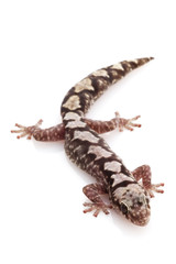 Robust Velvet Gecko