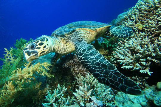 Hawksbill Turtle feeding on a coral reef