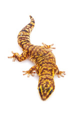 Fototapeta premium Marbled Velvet Gecko