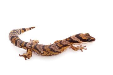 Australian Northern Velvet Gecko