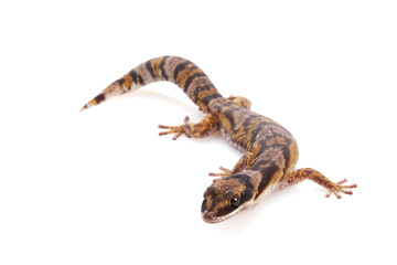 Australian Northern Velvet Gecko