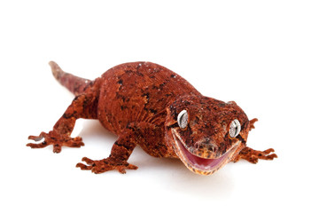 Gargoyle Gecko