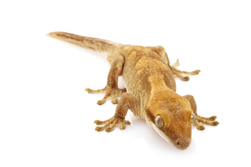 Slender Prehensile-tailed Gecko