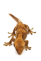 Slender Prehensile-tailed Gecko