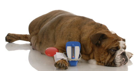 bulldog laying beside toy blood pressure gauge