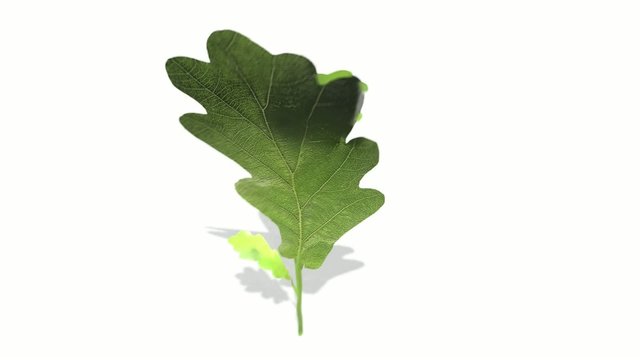 Oak leaves growing out of white background animation