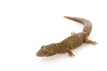 Fototapeta premium Chameleon Gecko