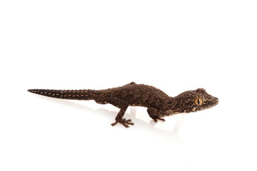 Eastern Soft-spined Gecko